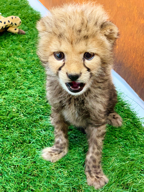 チーターの赤ちゃん/姫路セントラルパーク(兵庫県/姫路市)