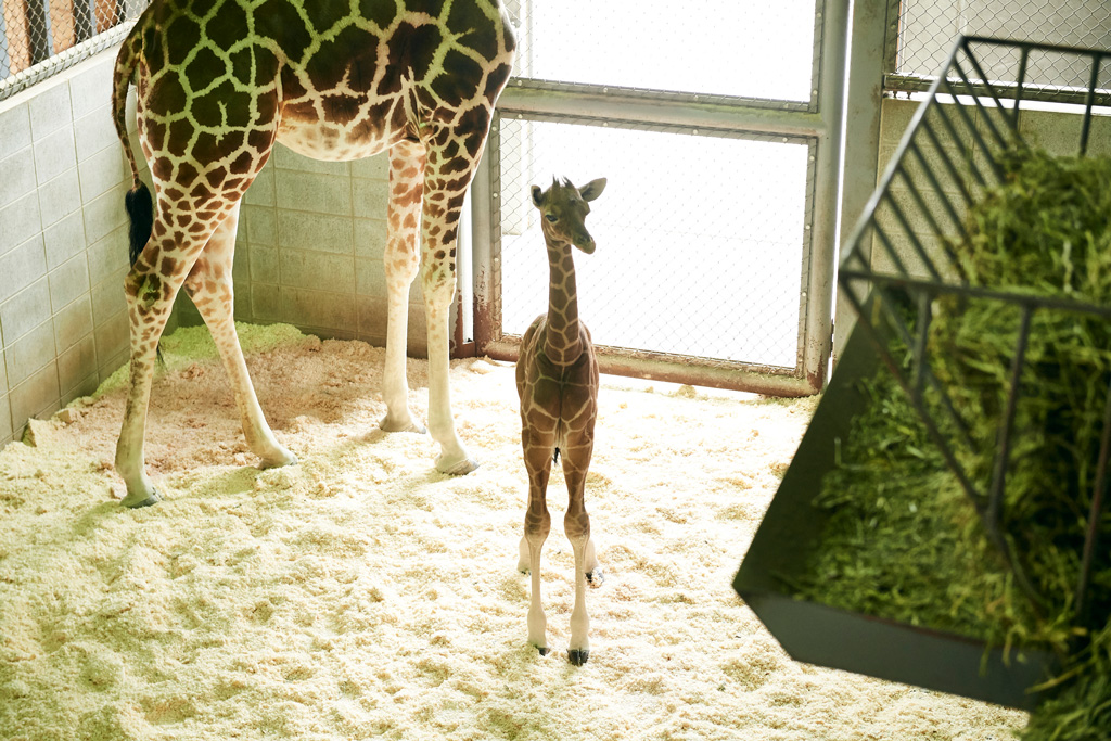 キリンの赤ちゃん/姫路セントラルパーク(兵庫県/姫路市)