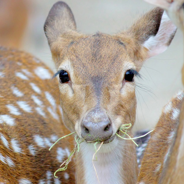 シカのアップ/姫路セントラルパーク(兵庫県/姫路市)
