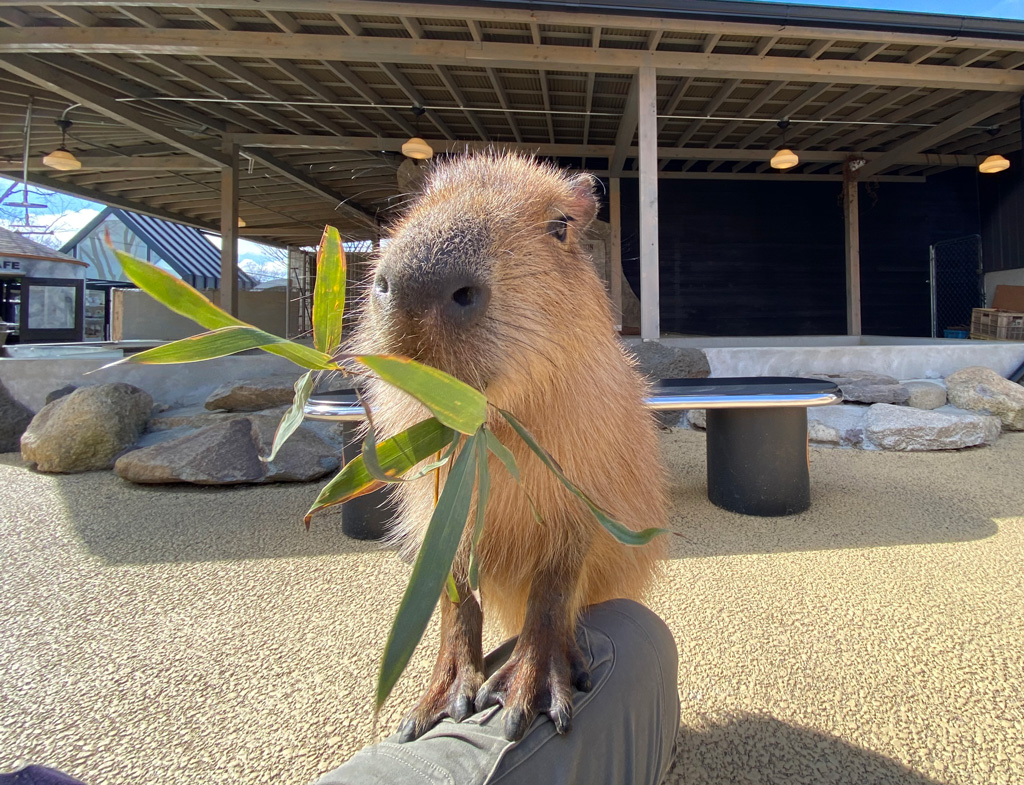 草を食べるカピバラ/姫路セントラルパーク(兵庫県/姫路市)