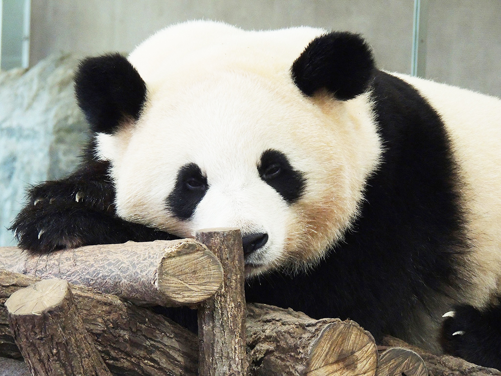 ジャイアントパンダ