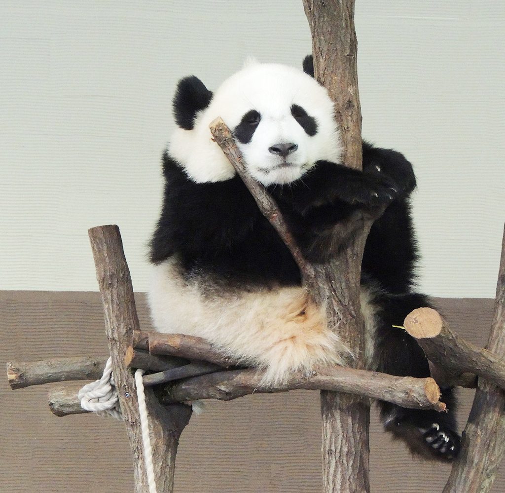 ジャイアントパンダ