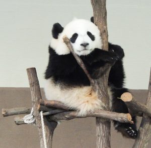 人気動物の動画サイト！ジャイアントパンダのおすすめ動画3選【休校・コロナ対策】