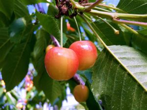 北海道の夏の味覚&果物狩り！さくらんぼ狩り・桃狩り・ブルーベリー狩りなど