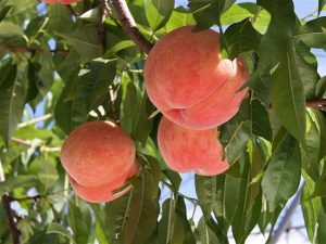 青森県の夏の味覚&果物狩り8選!さくらんぼ狩り・ブルーベリー狩りなど
