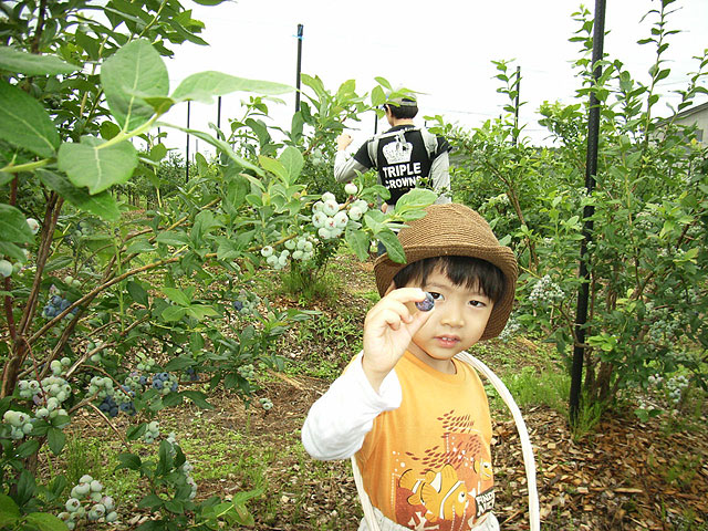 神宮寺観光果樹園(神岡縄文農園)（秋田県／大仙市）
