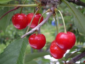 山形県の夏の果物狩り!さくらんぼ狩り・桃狩り・プラム狩りなど