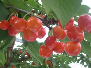 天童・東根・寒河江(山形)のさくらんぼ狩り、桃狩りなど夏の果物狩り18選