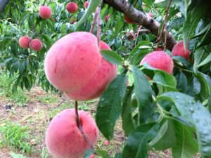 福島県の夏の果物狩り!さくらんぼ狩り・桃狩り・ブルーベリー狩りなど