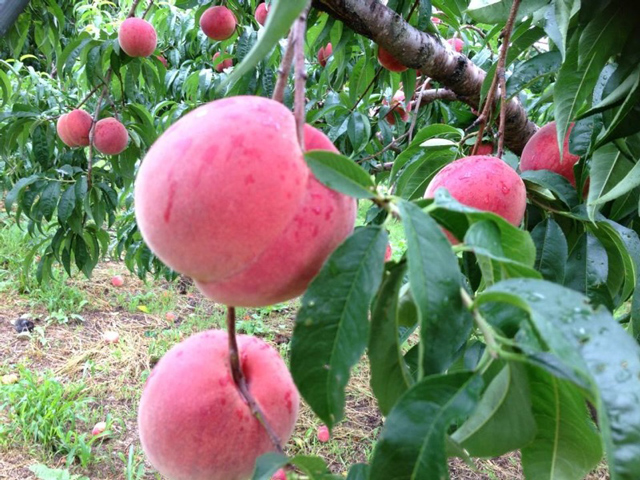 がぶりガーデン（福島県／会津若松市）