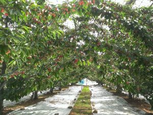 群馬県の夏の味覚&果物狩り！さくらんぼ狩り・桃狩り・野菜収穫体験など