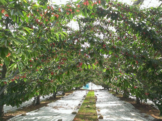 月夜野まるかチェリー園（群馬県／利根郡みなかみ町）