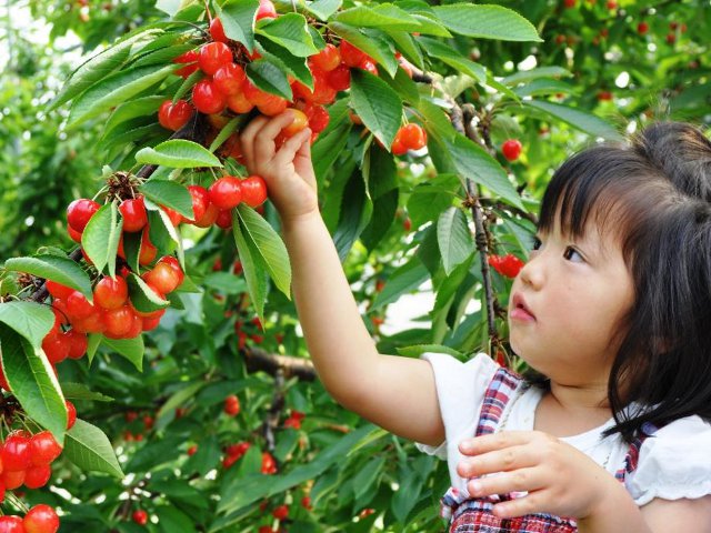 果実の里 原田農園（群馬県／沼田市）