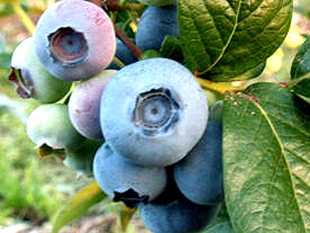 ブルーベリーのこだわり苑（神奈川県／相模原市緑区）