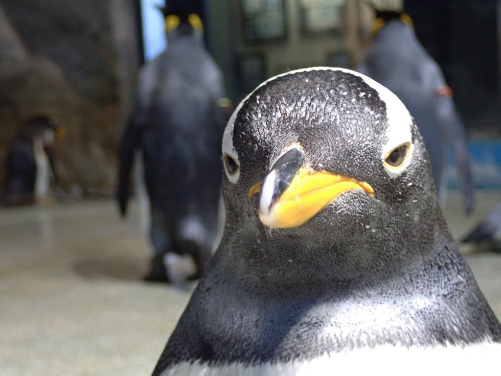 長崎ペンギン水族館のペンギン（長崎県/長崎市）