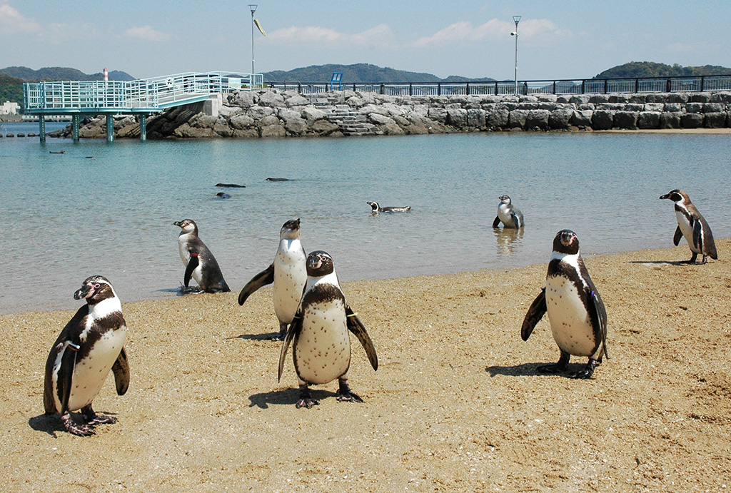 長崎ペンギン水族館のペンギン(長崎県/長崎市)