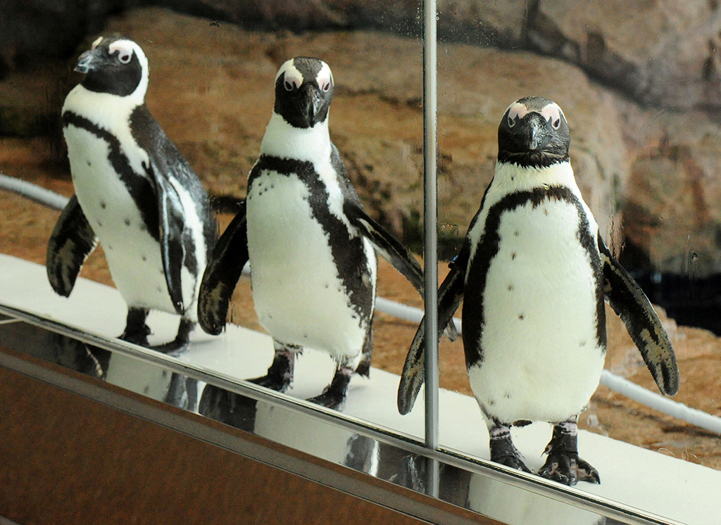 京都水族館のペンギン(京都府/京都市)