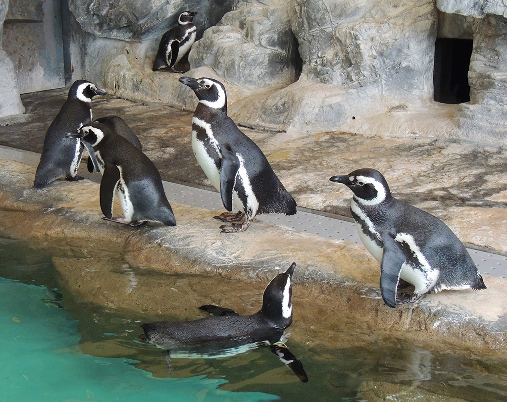 しながわ水族館のペンギン(東京都/品川区)