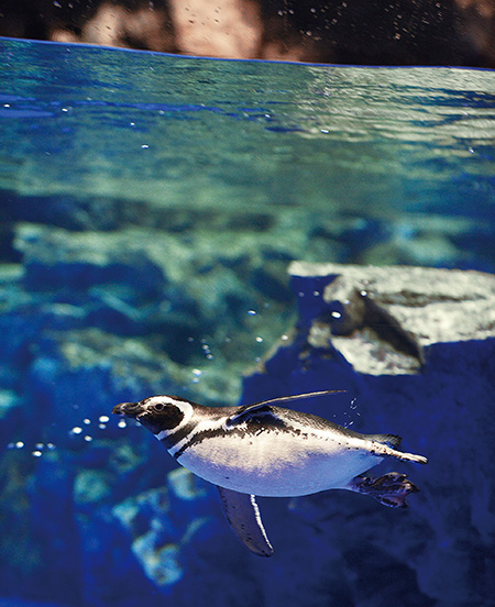 すみだ水族館のペンギン(東京都/墨田区)