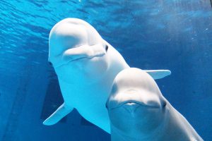 人気動物の動画サイト！シロイルカ（ベルーガ）のおすすめ動画3選【休校・コロナ対策】