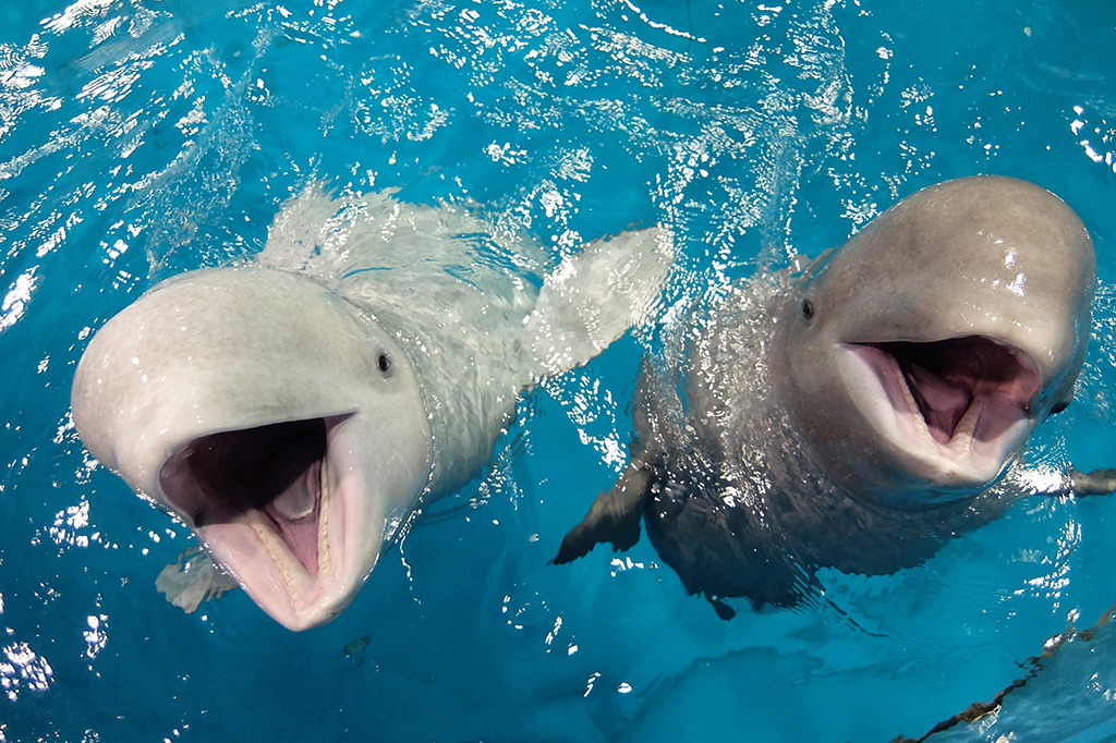 島根県立しまね海洋館 アクアスのシロイルカ(島根県/浜田市)