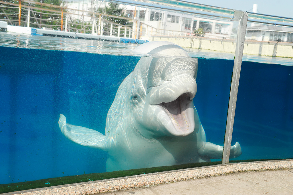 横浜・八景島シーパラダイスのシロイルカ(神奈川県/横浜市)