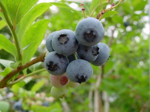 北陸(新潟・石川・福井)の夏の果物狩り!さくらんぼ狩り・桃狩りなど