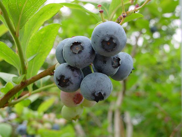 瑞香園（福井県／あわら市）