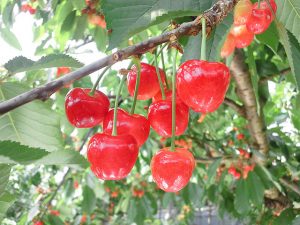 山梨県の夏の味覚&果物狩り！さくらんぼ狩り・桃狩り・野菜収穫体験など