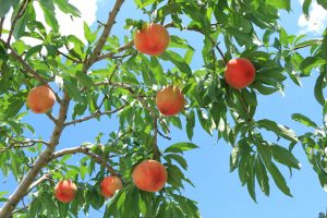 栃木県の夏の果物狩り！さくらんぼ狩り・桃狩り・ブルーベリー狩り
