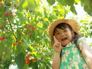 南アルプス（山梨）のさくらんぼ狩り・桃狩りなど夏の果物狩り14選