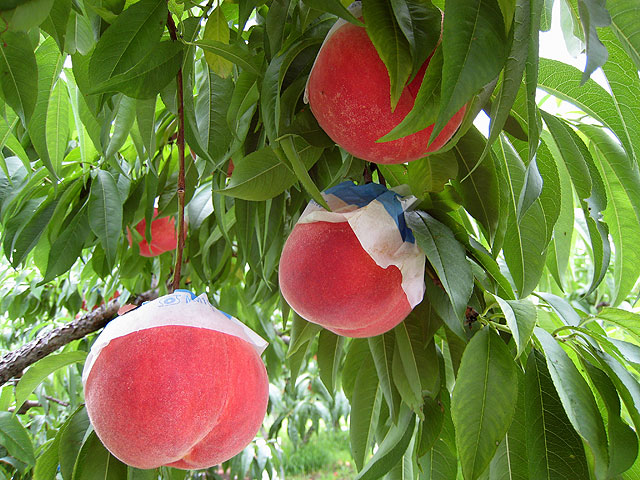 見晴し園（山梨県／笛吹市）