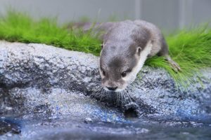 人気動物の動画サイト！カワウソのおすすめ動画3選【休校・コロナ対策】