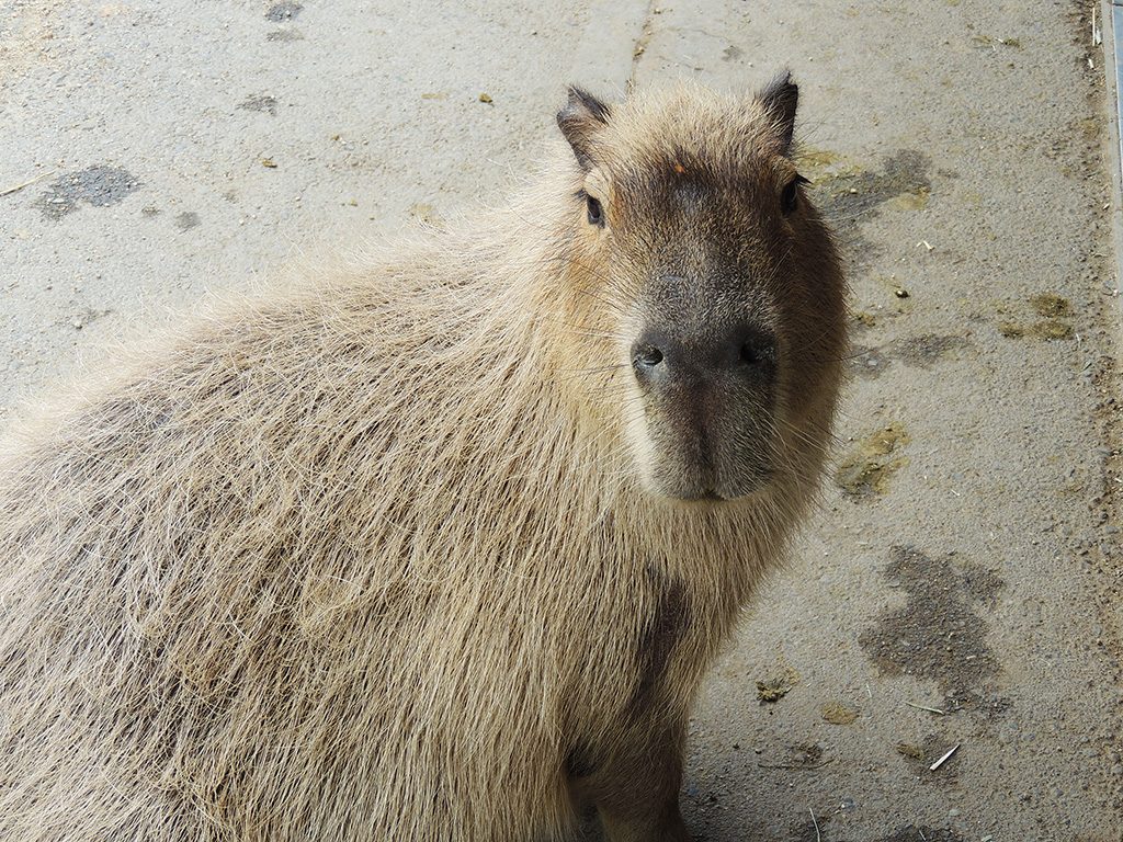那須どうぶつ王国のカピバラ（栃木県/那須町）