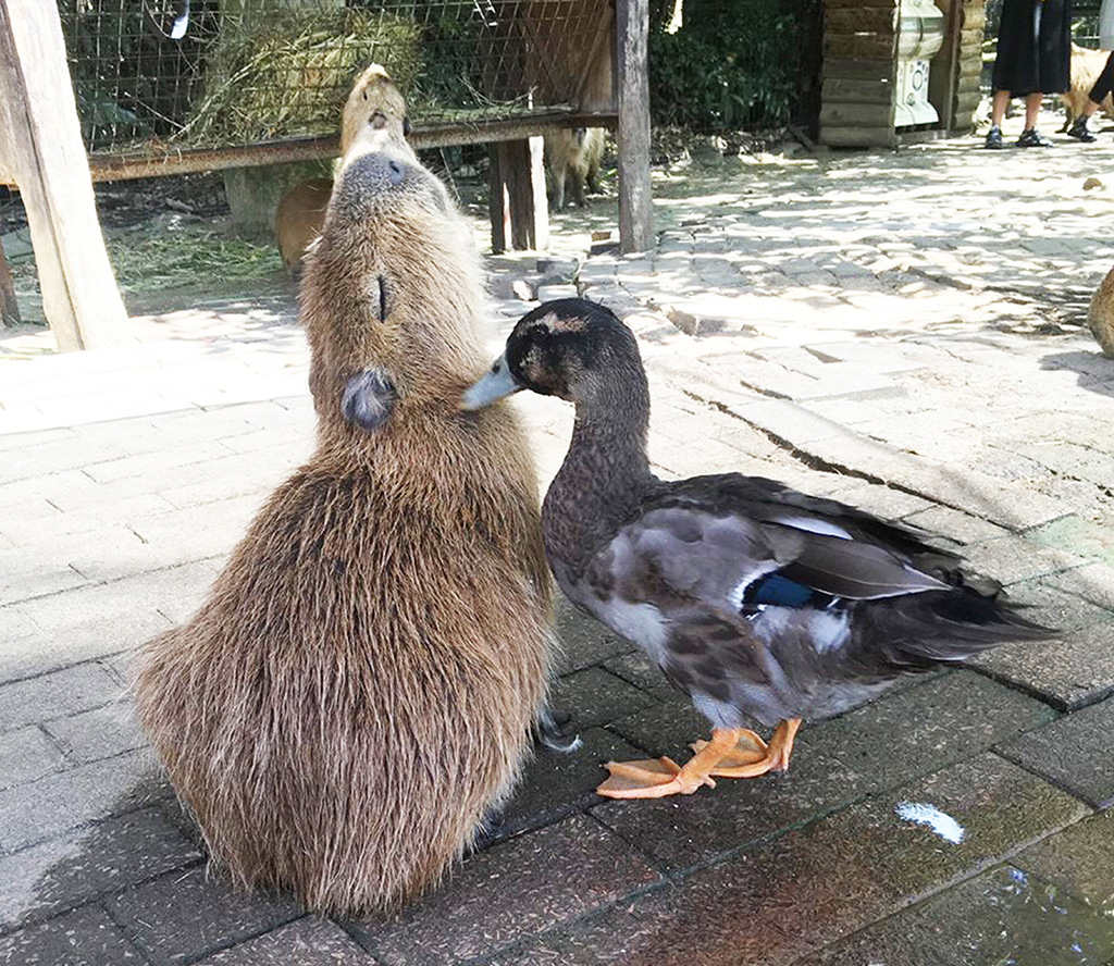 長崎バイオパークのカピバラとカルガモ（長崎県/西海市）