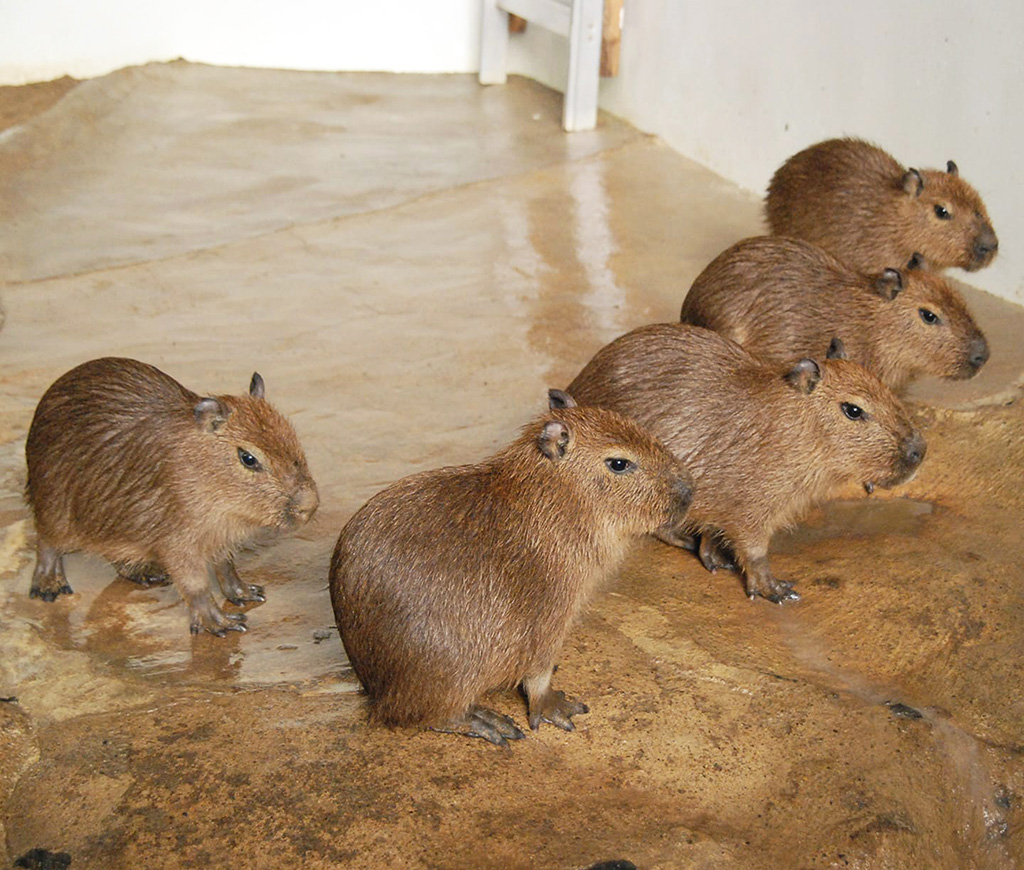 草津熱帯園のカピバラ（群馬県/草津町）