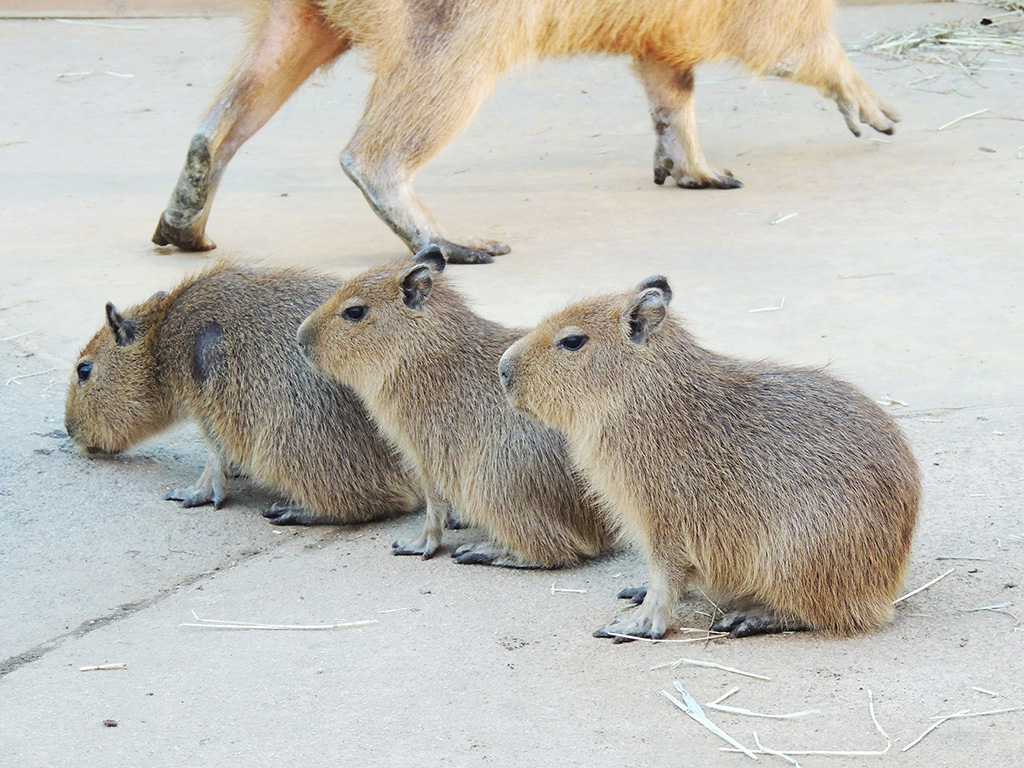 那須どうぶつ王国のカピバラ（栃木県那須町）
