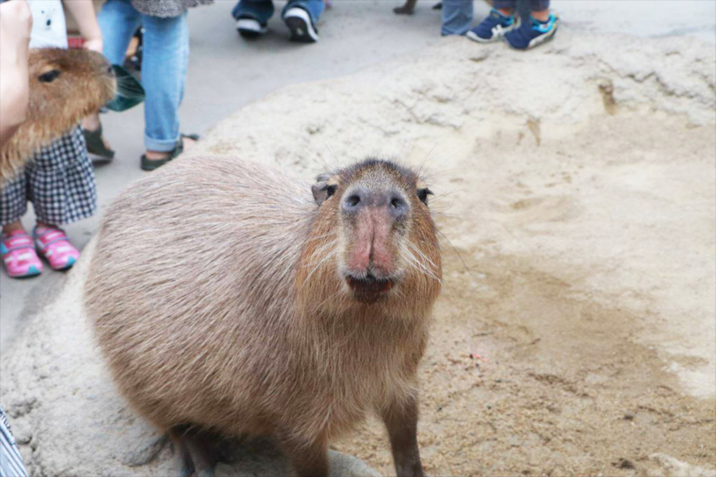神戸どうぶつ王国のカピバラ（兵庫県/神戸市）