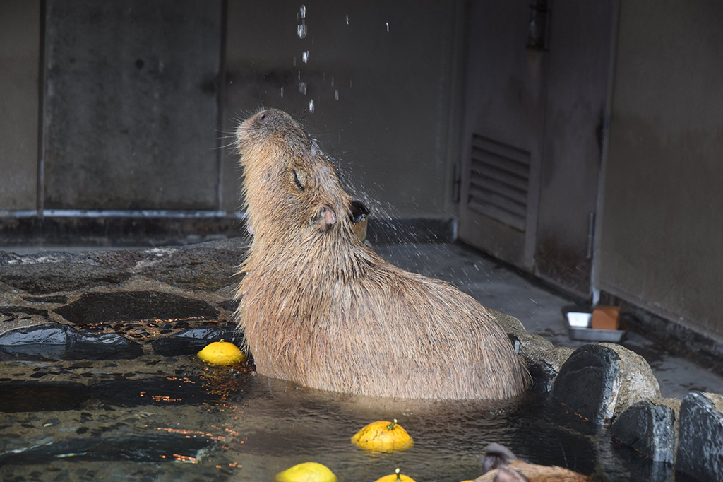 カピバラ湯に入るカピバラ/いしかわ動物園（石川県/能美市）