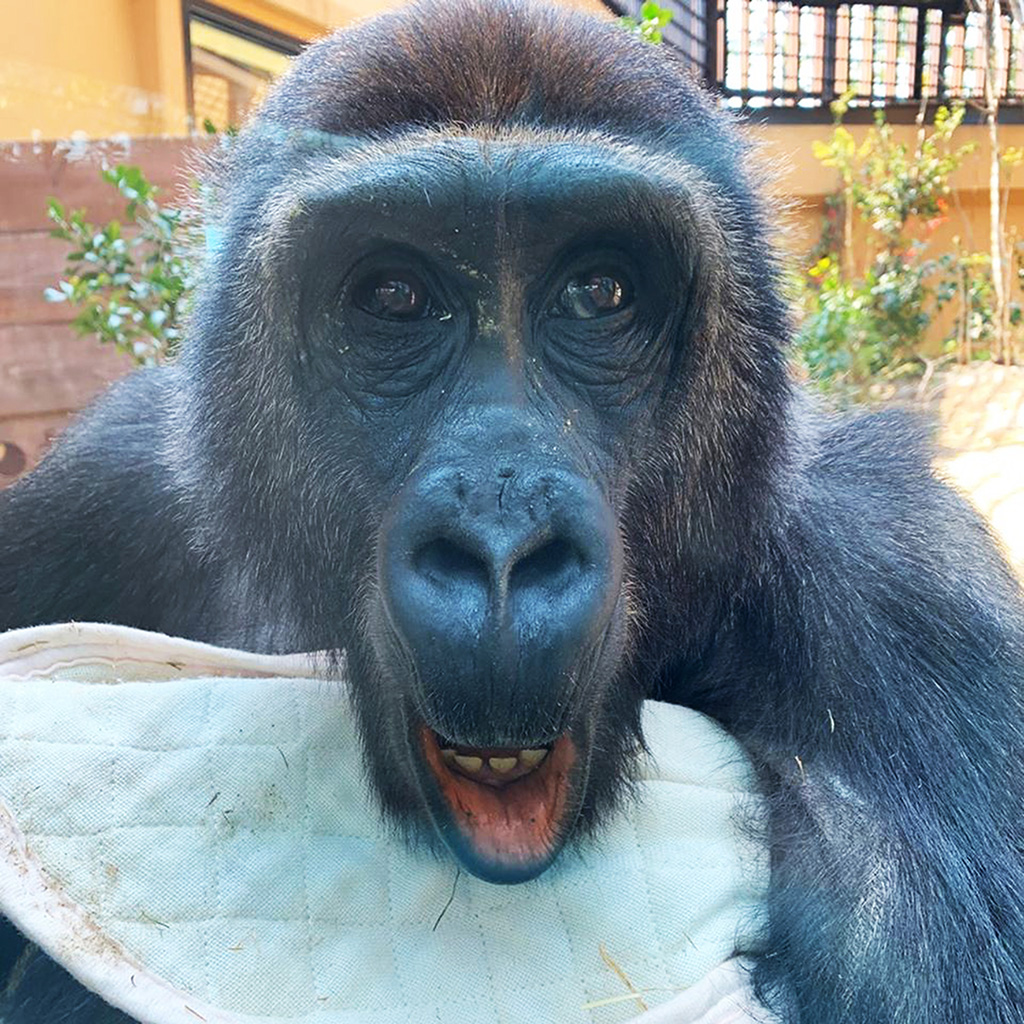 京都市動物園のゴリラ（京都府/京都市）