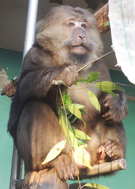 チベットモンキーのザルバ/日本モンキーセンター（愛知県犬山市）