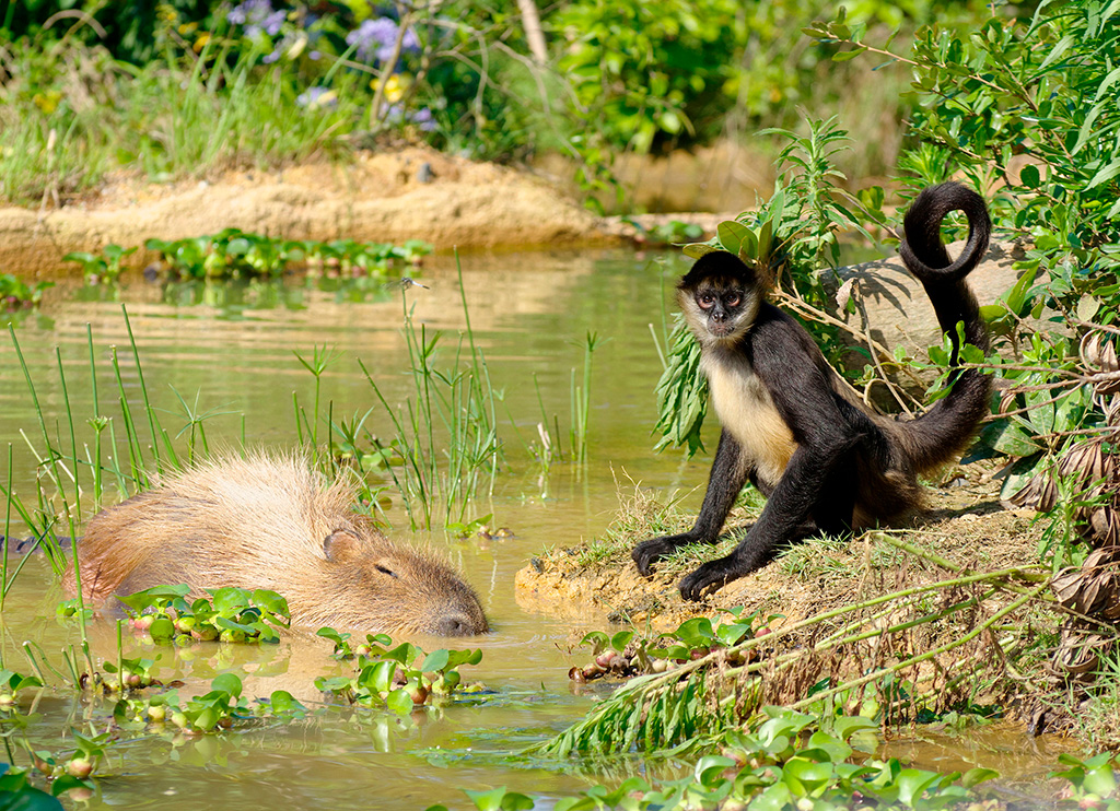 ときわ動物園のサルとカピバラ（山口県/宇部市）