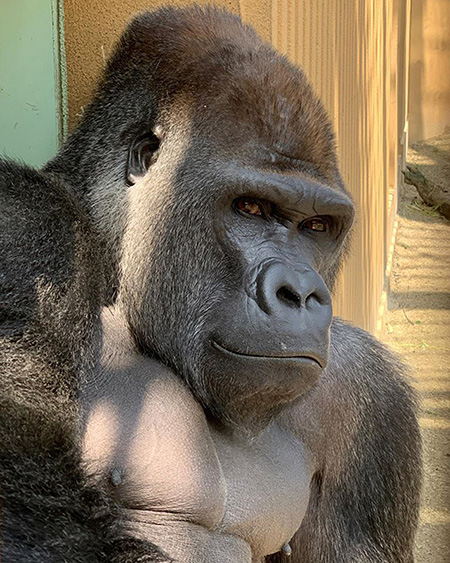 京都市動物園のゴリラ（京都府京都市）