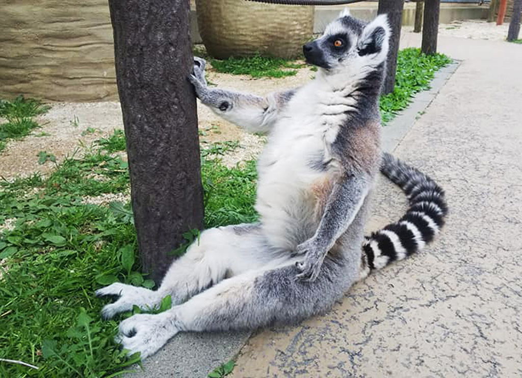 東武動物公園のワオキツネザル（埼玉県/宮代町）