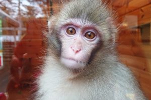 人気動物の動画サイト！サルのおすすめ動画8選【休校・コロナ対策】