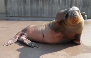 休園・休館中の動物園・水族館から11選！ シリーズ動画大集合【休校・コロナ対策】