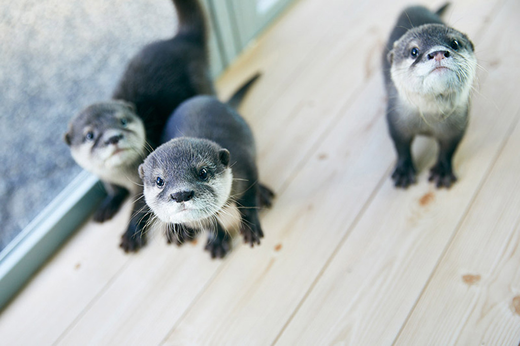 姫路セントラルパークのカワウソ（兵庫県姫路市）