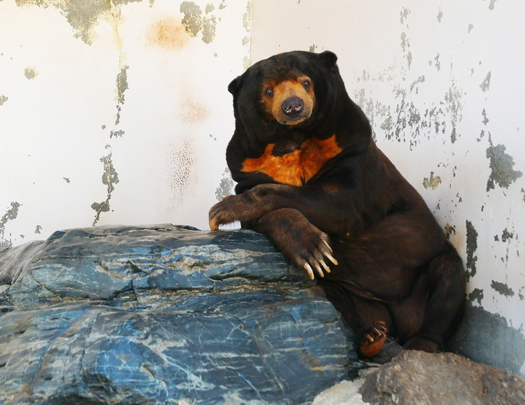 周南市徳山動物園のマレーグマ（山口/県周南市）