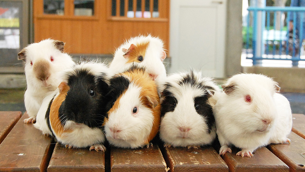愛媛県立とべ動物園のモルモット（愛媛県/砥部町）