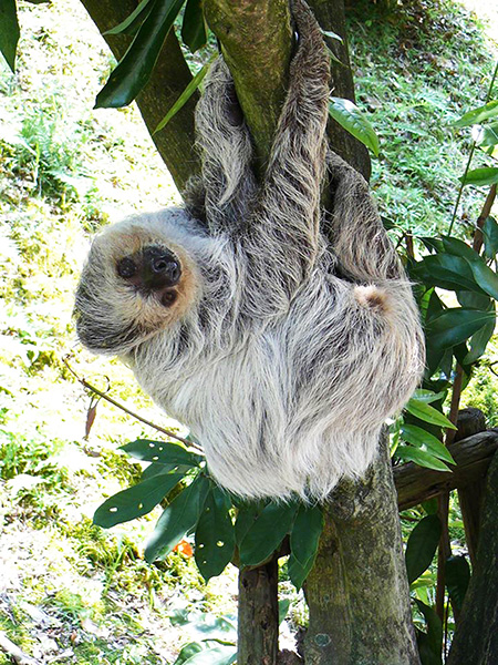大牟田市動物園のナマケモノ（福岡県/大牟田市）